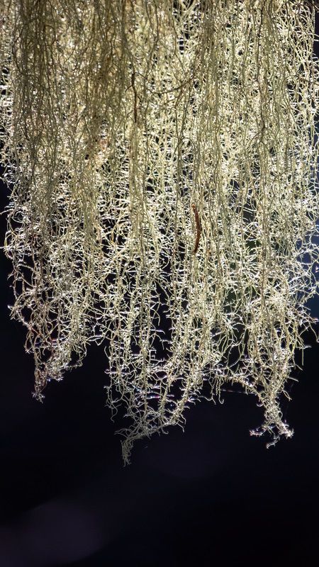 Tree Hair