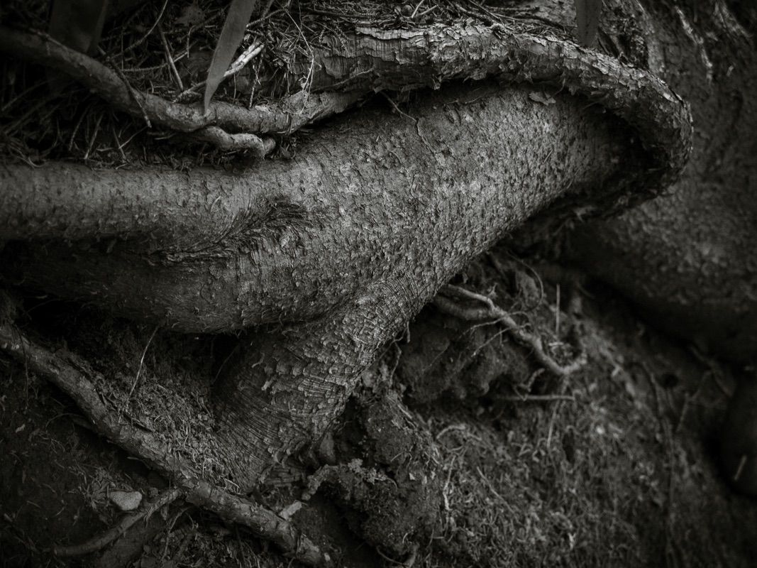 Ensnarled
