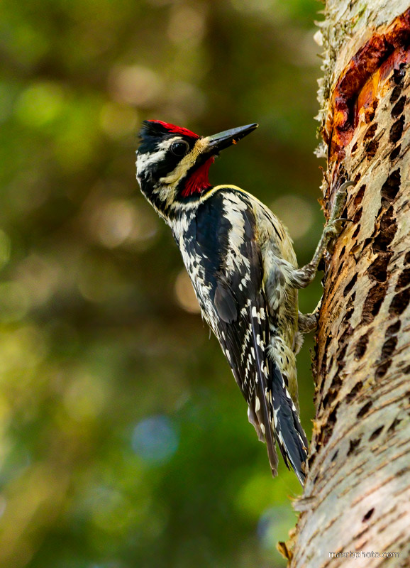 Wood Pecker
