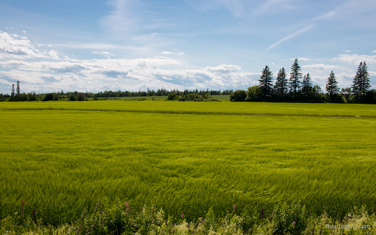 Field In Breeze