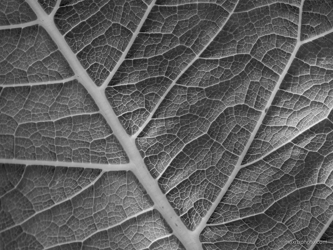 Elecampane Ridges