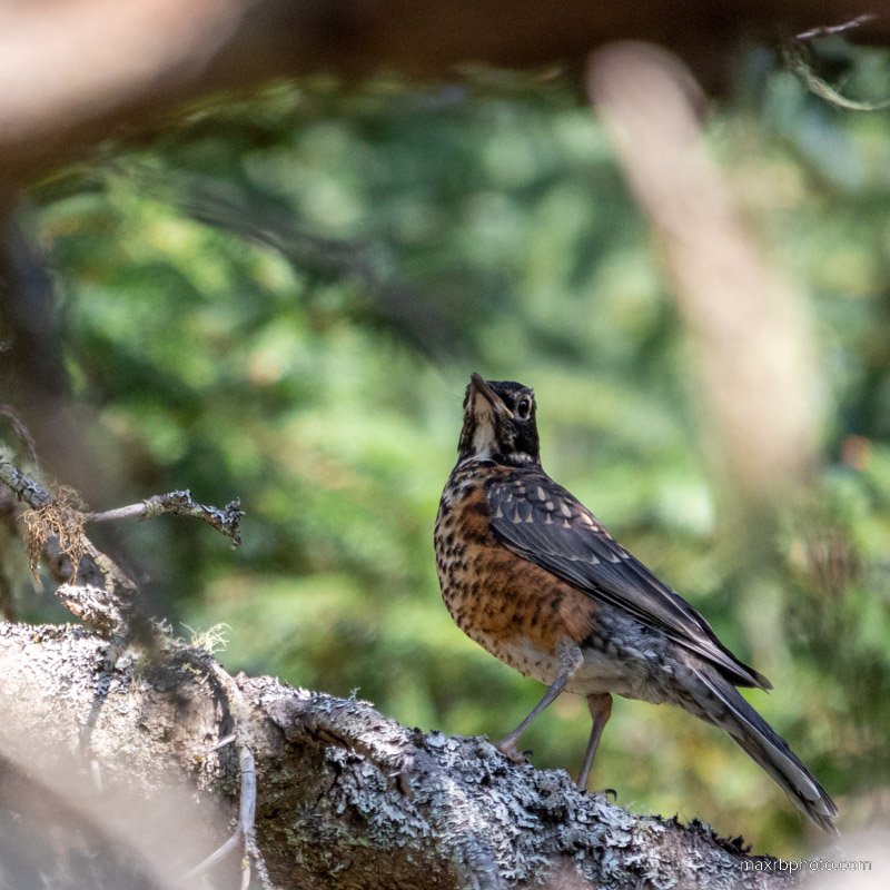 Bird Watcher