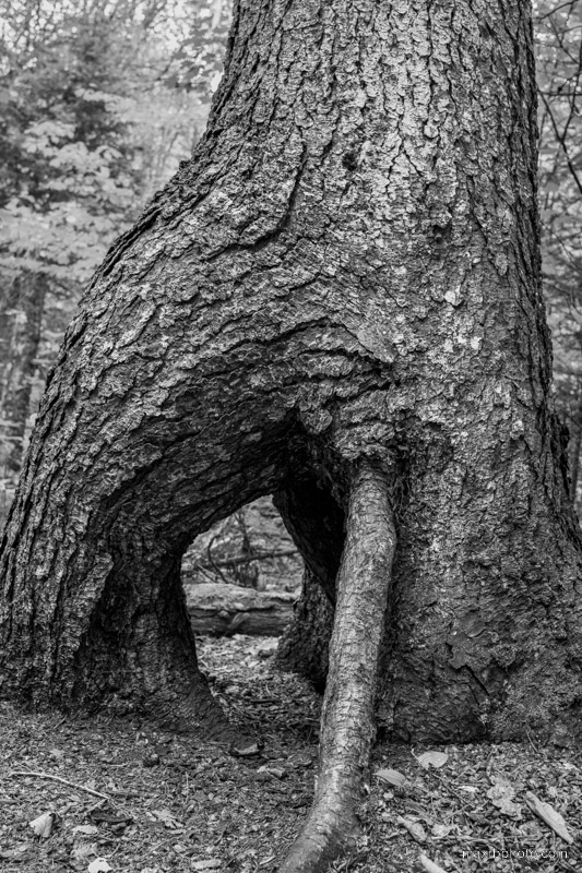 Trunk